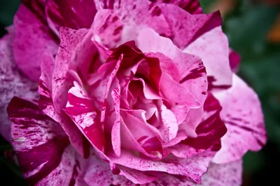Rose (Rosa 'Purple Tiger') - Stock Image - C004/3455 - Science Photo Library