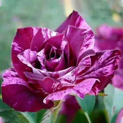 Purple Tiger ' Rose Photo | Rose, Rose photos, Flowers