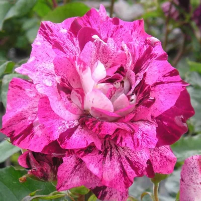 Саженцы розы флорибунда Перпл Тайгер (Rose Purple Tiger) (ID#1536401314),  цена: 110 ₴, купить на Prom.ua