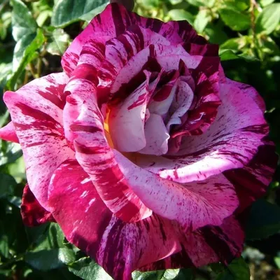 Photo of the bloom of Rose (Rosa 'Purple Tiger') posted by zuzu - Garden.org