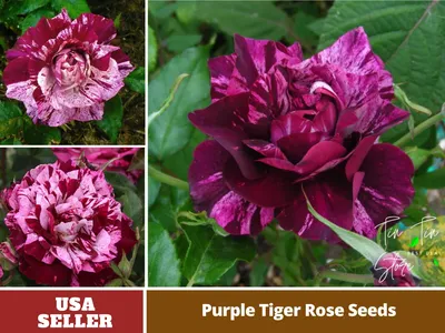 Photo of the bloom of Rose (Rosa 'Purple Tiger') posted by Gilli -  Garden.org