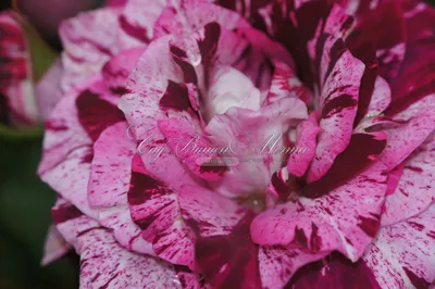 Uva Nursery - Purple Tiger Floribunda-Rose Flower Color... | Facebook