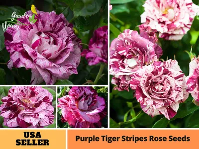 Photo of the bloom of Rose (Rosa 'Purple Tiger') posted by zuzu - Garden.org