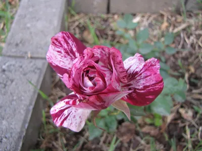 Purple Tiger Rose| Purple Striped Floribunda | The Fragrant Rose Company