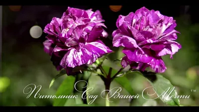 Purple Tiger floribunda rose | Trees to plant, Flowers, Rose flower