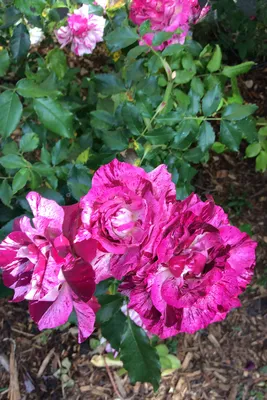 Barona Rose Garden Series - Purple Tiger - Dark Red and Pink Striped Rosa  Centifolia Stock Image - Image of slight, casino: 280554743