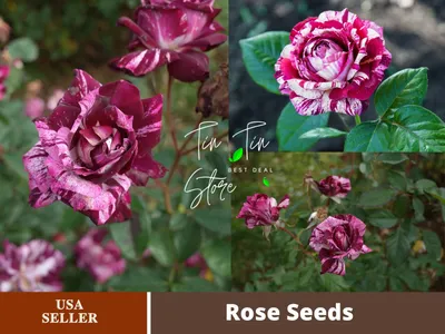 Barona Rose Garden Series - Purple Tiger - Dark Red and Pink Striped Rosa  Centifolia Stock Image - Image of slight, casino: 280554743
