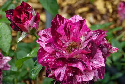 30+ Seeds| Purple Tiger Rose Perennial Flower Seeds#1080 |BUY 4 GET 1 FREE|  - Walmart.com