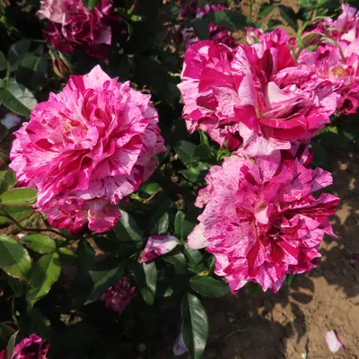 Роза Purple Tiger (Перпл Тайгер) – купить саженцы роз в питомнике в Москве