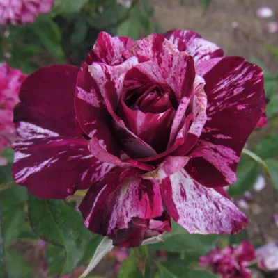 Tiger Stripe Red Rose. : r/gardening