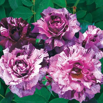 Purple Tiger rose | Purple Striped Floribunda | Gardenroses.co.uk