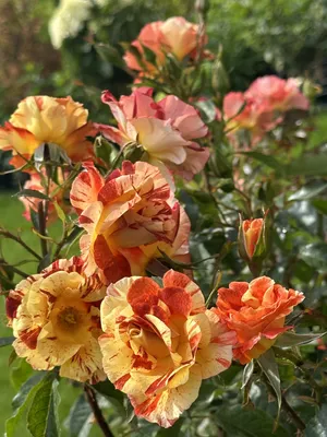 Purple Tiger Floribunda Rose | Shop Roses | Breck's