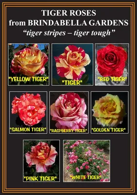 Eye of the Tiger – Melvilles Roses