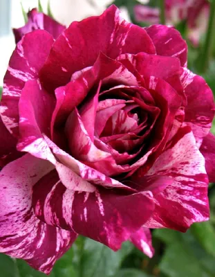 Роза флорибунда Пурпурный Тигр 1 шт - купить в интернет-магазине  «Агросемфонд» с доставкой Почтой России