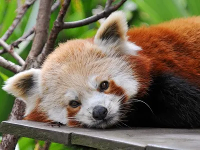 Красная панда | Пикабу