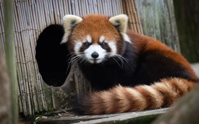 Красная панда сбежала из зоопарка и посетила продуктовый магазин: Звери: Из  жизни: Lenta.ru