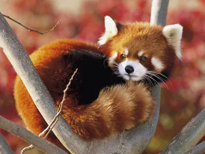 Красная панда - символ Всемирного фонда дикой природы» — создано в Шедевруме