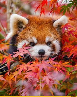 Красная панда стоковое фото. изображение насчитывающей кот - 54087756