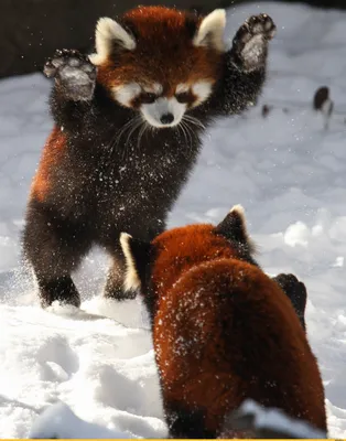 Животное красная панда - 66 фото