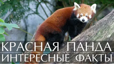 Красная панда (8 фото) : r/tjournal_refugees
