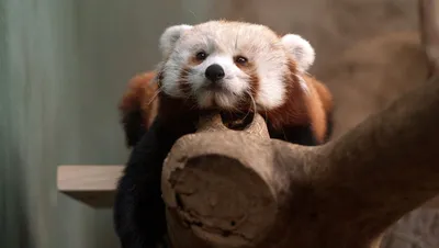 В чешском зоопарке родилась красная панда - vinegret