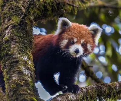 Красная панда | Валяние Виктории Виноградовой