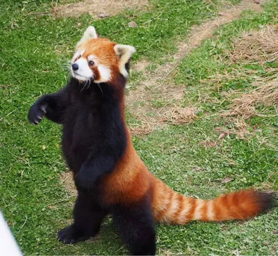 Красная панда (описание, 36 фото)