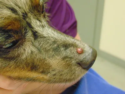 Шишка на коже у собаки, на лапах, на шее – откуда появляется и как лечить