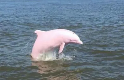 Victoria Daineko on X: \"Дельфины - это прекрасно, а розовый дельфин - это  просто магия какая-то 🙈 https://t.co/6Ijyi2eY89\" / X
