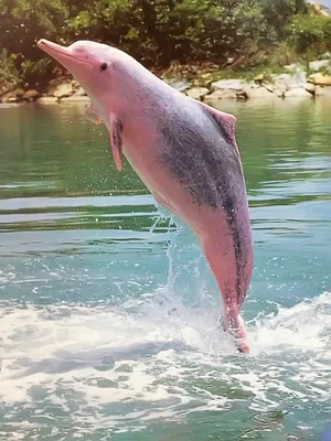 Редчайшего розового дельфина заметили в Мексиканском заливе ⋆ НИА  \"Экология\" ⋆