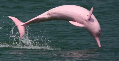 Розовый дельфин в воде» — создано в Шедевруме