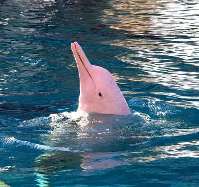 розовые дельфины с их носами в воде, фото розовых дельфинов, дельфин, вода  фон картинки и Фото для бесплатной загрузки
