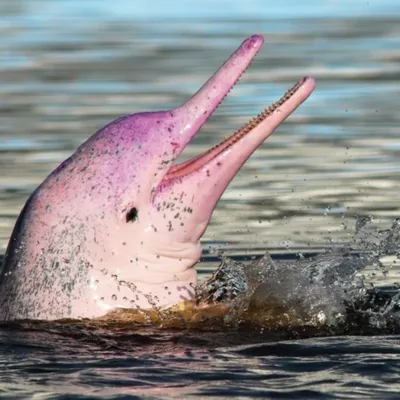 Онлайн пазл «Розовый дельфин»