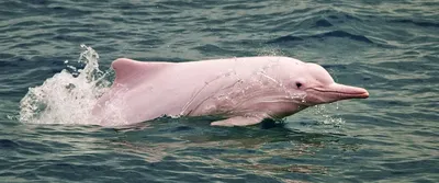 Чудо природы — розовый дельфин