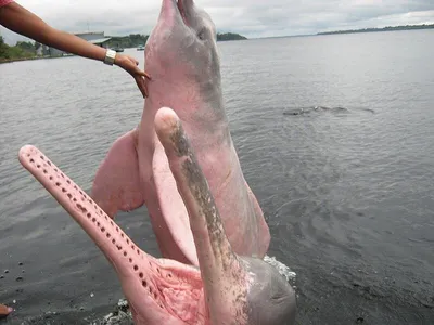Розовый дельфин выпрыгивает из воды …» — создано в Шедевруме
