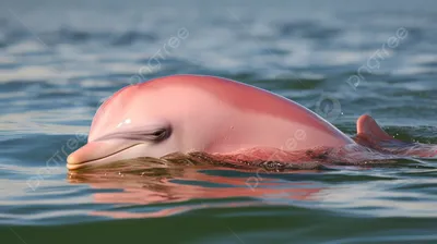 Боуто. Розовый дельфин | Животные мира|Редкие животные | Дзен