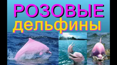 Плюшевые игрушки с дельфинами Розовый дельфин Дельфин Диван Подушка Дельфин  Плюшевая игрушка Подарок для девочек – лучшие товары в онлайн-магазине Джум  Гик