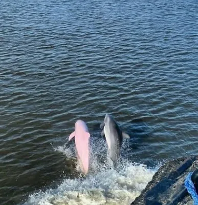 РОЗОВЫЕ ДЕЛЬФИНЫ видео, дельфинарий, Тайланд, выступление розового дельфина  - YouTube