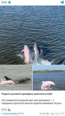 Розовые дельфины в Таиланде