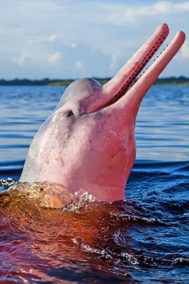 В мире есть розовые дельфины. Посмотрите на них прямой сейчас -  Рамблер/новости