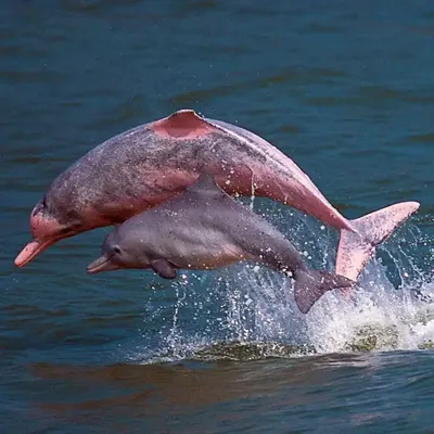 В Америке найден уникальный розовый дельфин: видеофакт - США | Обозреватель  | OBOZ.UA