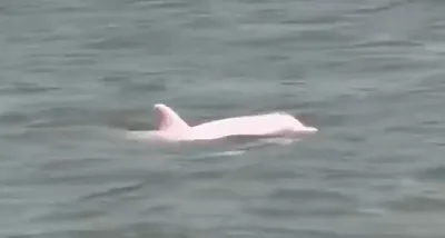 Редкое фото: За век такого дельфина видят лишь 20-й раз