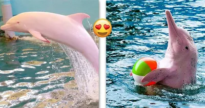 Розовый Дельфин — стоковые фотографии и другие картинки Дельфин - Дельфин,  Розовый, Трюк животных - iStock