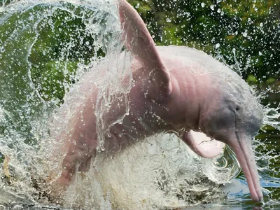 Розовый дельфин - онлайн-пазл