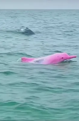 В США у берегов Луизианы заметили редкого розового дельфина – видео