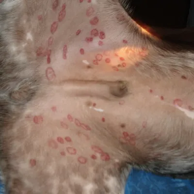 Симптомы розового лишая у собак и лечение