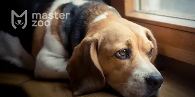 Атопический дерматит у собак: причины, симптомы и методы лечения
