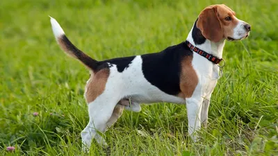 Собачья порода англо-русская гончая Стоковое Фото - изображение  насчитывающей собач, собака: 157220100