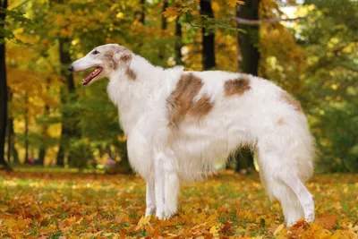 Собачья порода англо-русская гончая Стоковое Изображение - изображение  насчитывающей лучший, собака: 157220089