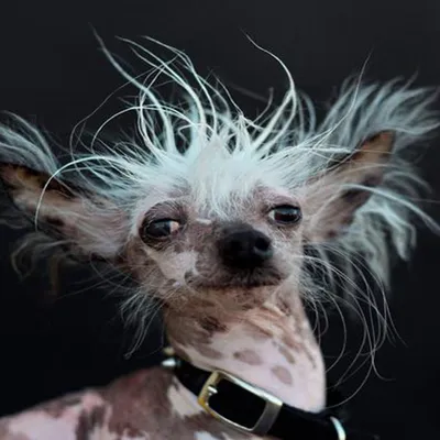 Лысая страшная собака - 76 фото